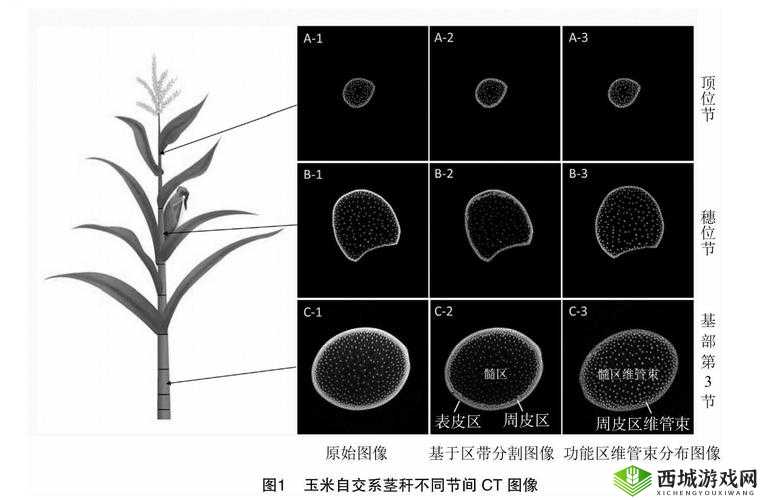 风云岛行动中黄金眼玉米的用途效果及获取方式全解析