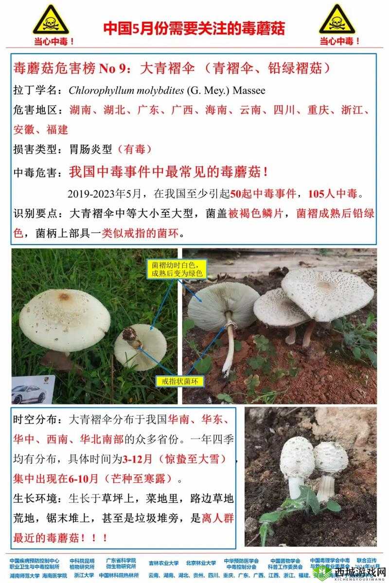 有一根又黑又硬的蘑菇头如何促进可持续农业发展之深入分析与探讨